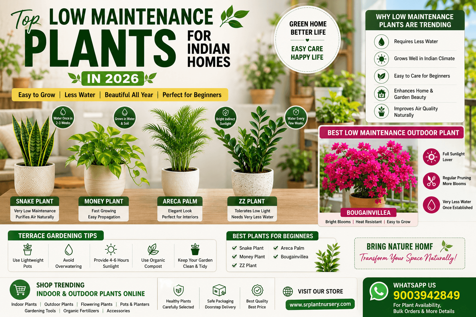 Top Low Maintenance Plants for Indian Homes in 2026 – Best Indoor & Outdoor Plants